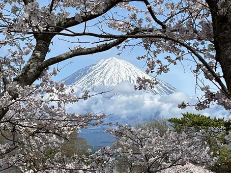 春霞に包まれる富士山と桜 春霞に包まれる富士山と桜の写真