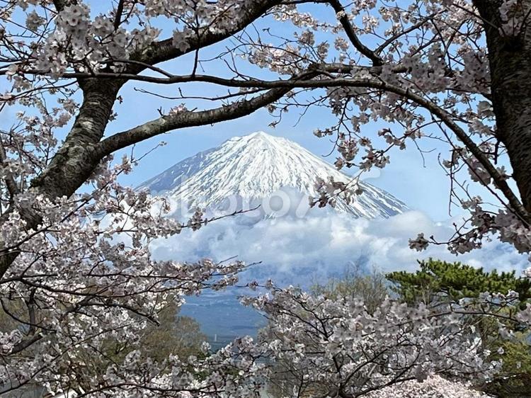 春霞に包まれる富士山と桜 mount,fuji,cherryの写真素材