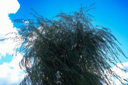 柳の木 柳,やなぎ,樹木の写真素材