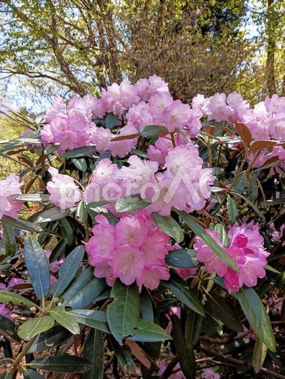 シャクナゲ　赤城自然園　群馬県 シャクナゲ,花,ピンクの写真素材