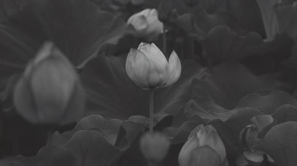 蓮 [白黒/淡]版 縦横16:9の写真