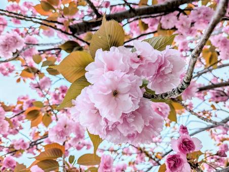 青空に映える満開の八重桜 青空に映える満開の八重桜の写真