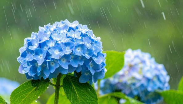 雨に降られるあじさい_梅雨 雨に降られるあじさい_梅雨の写真