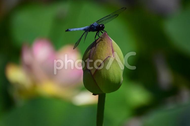 とんぼとハス 蓮,とんぼ,ハスの花の写真素材