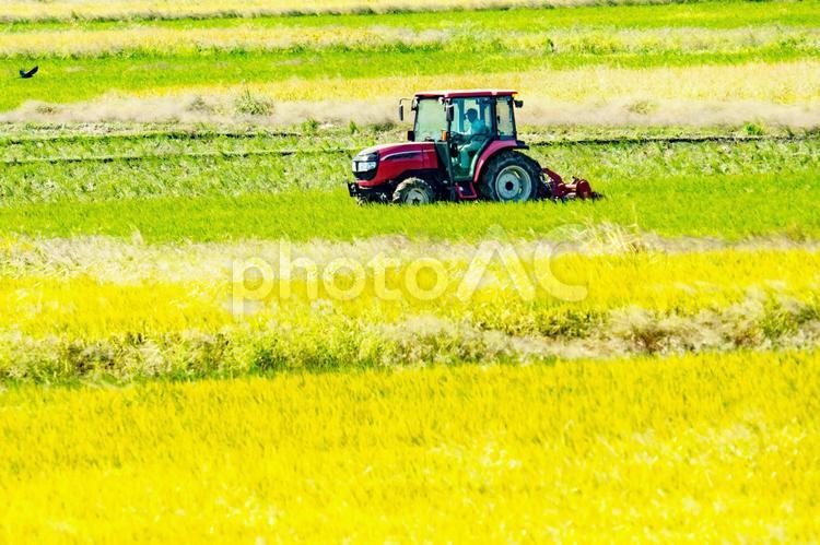 稲刈り後の田んぼの整地 草むら,耕し跡,地面の写真素材