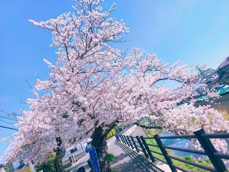 お花見 満開の桜 サクラ さくら 春 自然 風景 景色 お花見 満開の桜 サクラ さくら 春 自然 風景 景色の写真