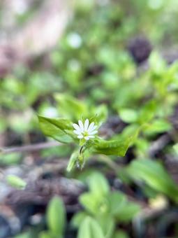 小さなハコベの花のクローズアップの写真