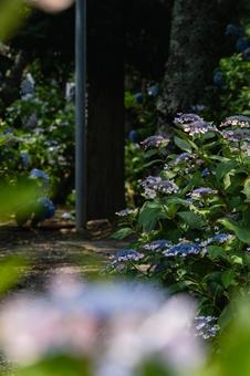 Tsumanogou Hydrangea Garden, JPG