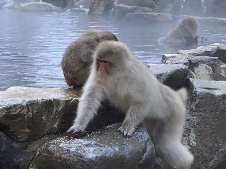 地獄谷野猿公苑 猿 温泉8 地獄谷野猿公苑 猿 温泉8の写真