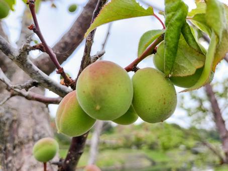偕楽園公園の田鶴鳴梅林色付き始めた梅の実 偕楽園公園の田鶴鳴梅林色付き始めた梅の実 偕楽園公園,常磐公園,梅の実の写真素材