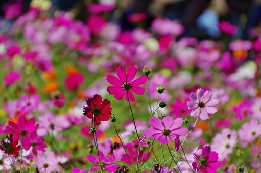 コスモス幻想 コスモス幻想 コスモス,秋桜,満開の写真素材