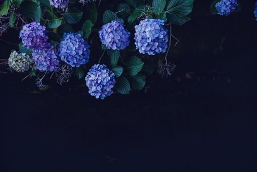 紫陽花1 紫陽花1の写真