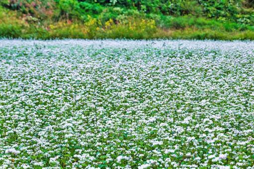 初秋の畑を埋め尽くす白いソバの花 蕎麦,花,蕎麦畑の写真素材
