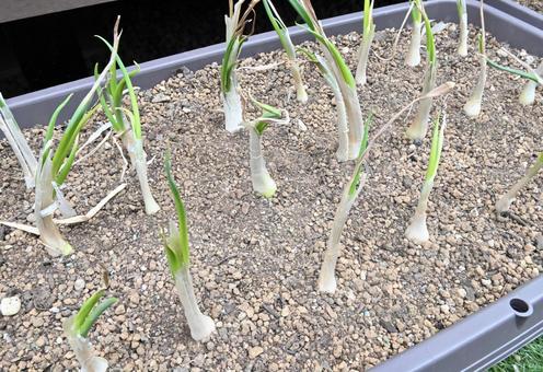 九条ネギの植え付け 2 九条ネギの植え付け 2の写真
