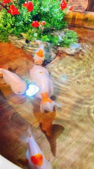 Photo, goldfish, acrylic, fantasy, 