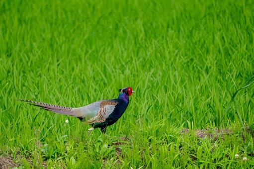 Pheasant ⑿, JPG Pheasant ⑿, JPG