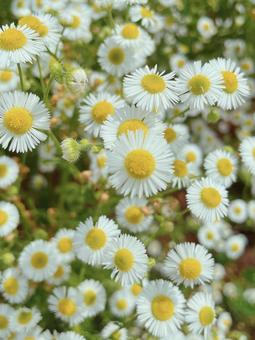 ハルジオン アップ ハルジオン アップ ハルジオン,花,野草の写真素材