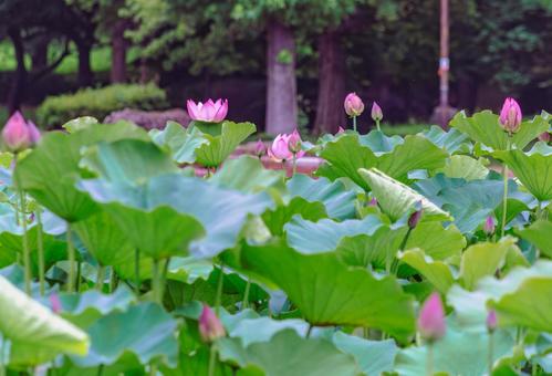 ハス池 ハスの花4ー39 ハス池 ハスの花4ー39 古代ハス,ハス,ハスの花の写真素材