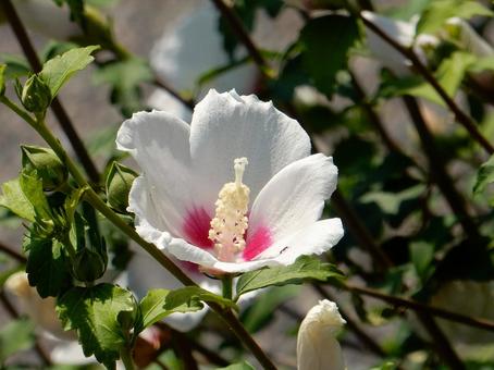 [Flower photo] White Rose of Sharon, JPG