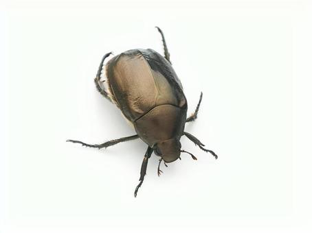 ドウガネブイブイ ドウガネブイブイの写真