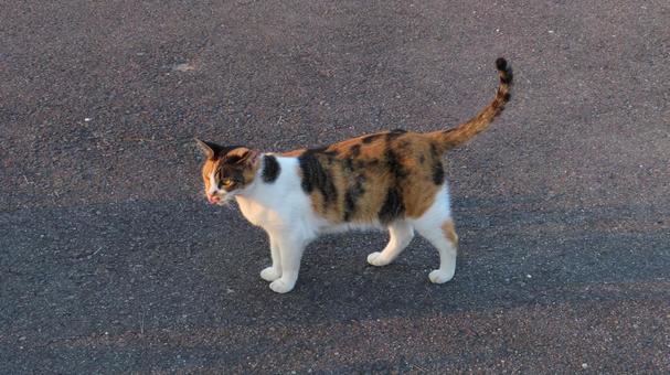 夕日を浴びて可愛さが引き立つ三毛猫 三毛猫,猫,パトロールの写真素材