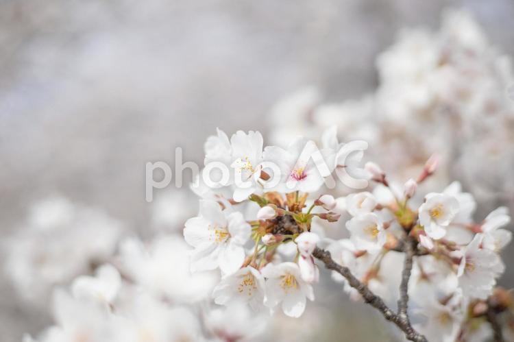 桜　ソメイヨシノ　満開 桜,自然,風景の写真素材
