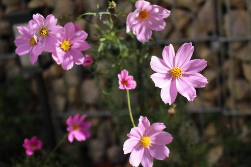 コスモス 花,植物,コスモスの写真素材