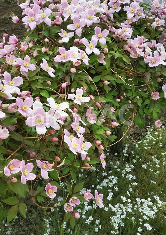 ピンクのクレマチスと白い小花 ピンク,クレマチス,白いの写真素材