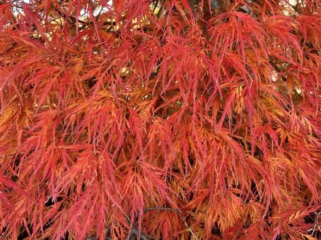 紅葉④ 秋,自然,鮮やかの写真素材