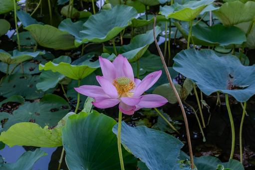 古代蓮の里2025年の写真