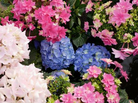 紫陽花 紫陽花の写真