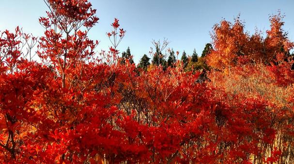 紅葉 紅葉,秋,風景の写真素材