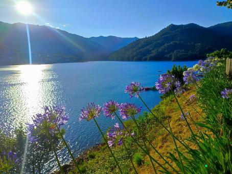 湖畔に咲く薄紫の花 湖畔に咲く薄紫の花 湖,美しい,景色の写真素材