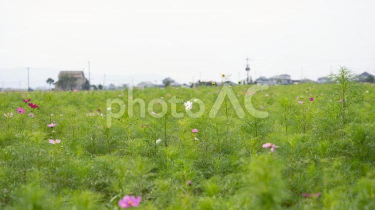 野原にたくさん咲いた全盛期のコスモスの花 コスモス,秋桜,秋の写真素材