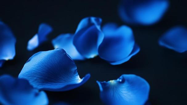 青い薔薇の花びらのイメージ 青い薔薇の花びらのイメージの写真