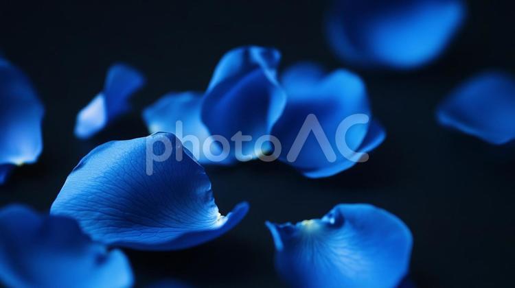 青い薔薇の花びらのイメージ 青い薔薇,青,花の写真素材