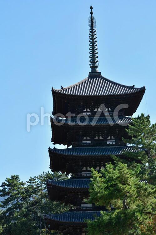 興福寺五重の塔 興福寺,五重の塔,秋の紅葉の写真素材
