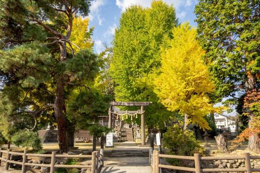 秋の多賀神社⑻ 秋,樹木,イチョウの写真素材