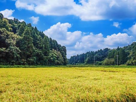 晩夏の田園風景 田園,収穫前,稲刈り前の写真素材