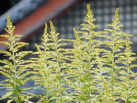 【花の写真】セイタカアワダチソウ 【花の写真】セイタカアワダチソウ セイタカアワダチソウ,背高泡立草,黄色の写真素材
