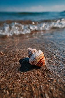 夕日に照らされる砂浜の貝殻 夕日に照らされる砂浜の貝殻の写真