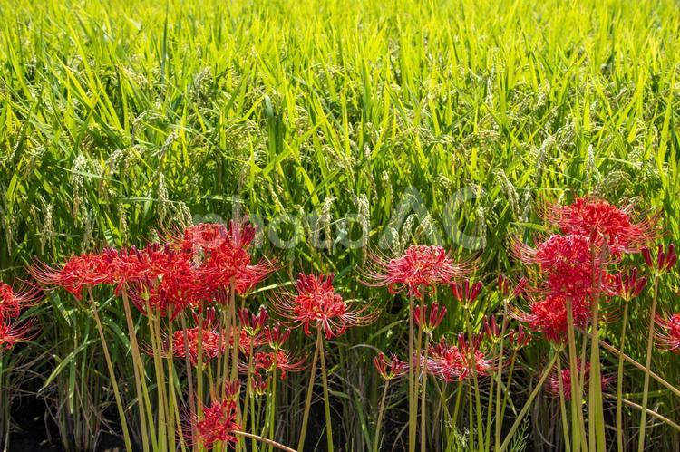 秋に咲く彼岸花と稲穂　鹿児島県出水平野 彼岸花,ヒガンバナ,曼珠沙華の写真素材
