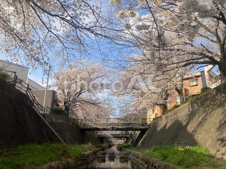 志井川の桜並木 春,さくら,空の写真素材