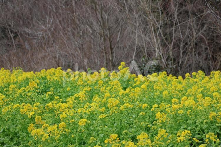 黄色い花びらの満開の菜の花畑 黄色い,花びら,満開の写真素材