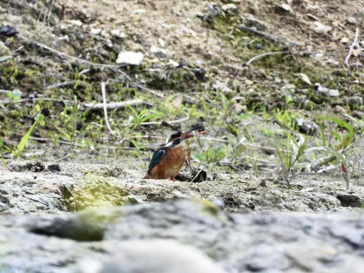 魚を咥えるカワセミ 鳥,野鳥,カワセミの写真素材