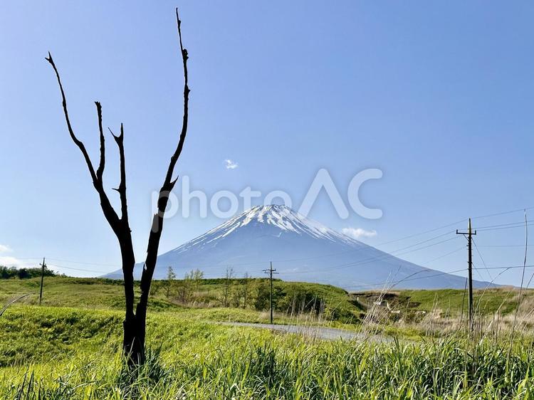 富士山と木 富士山,コピースペース,自然の写真素材