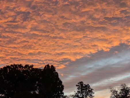 オレンジの空と樹木の影 夕焼け,夕空,空の写真素材