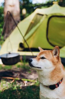 上を見上げる犬 犬,テント,キャンプの写真素材