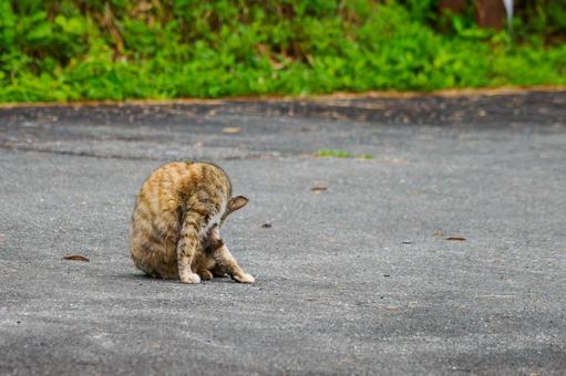 猫(116) 猫(116)の写真