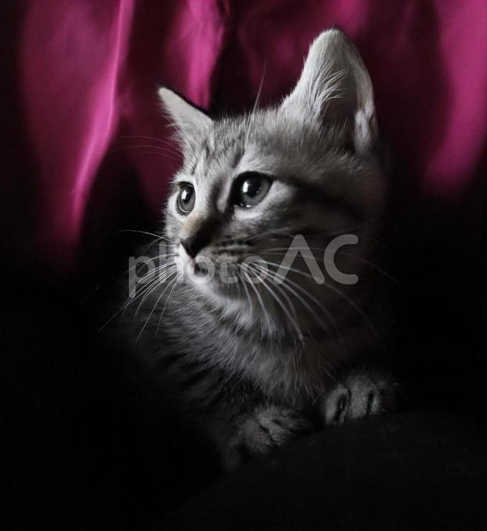 きれいな瞳の子猫 子猫,仔猫,ネコの写真素材